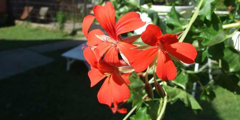 geranium flowers