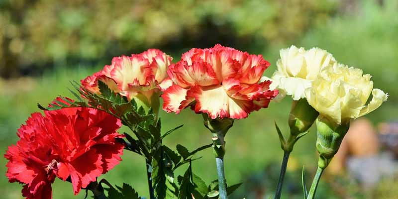 How Much Sun Do Carnations Need?