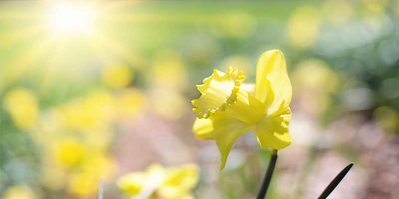 daffodils in the sun