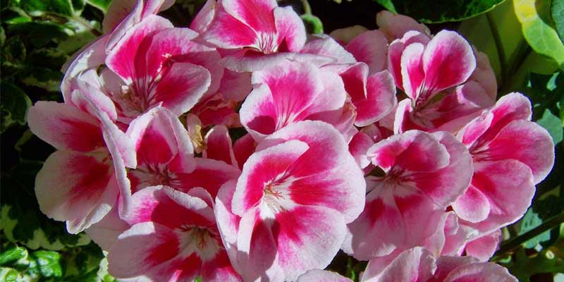 geraniums