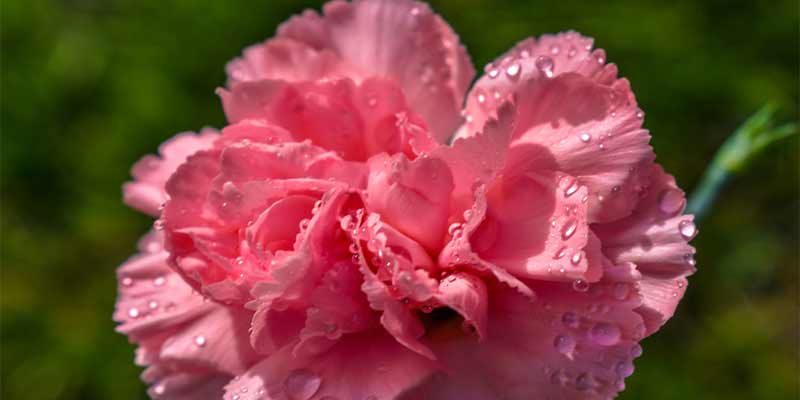 How Much Water Do Carnations Need?