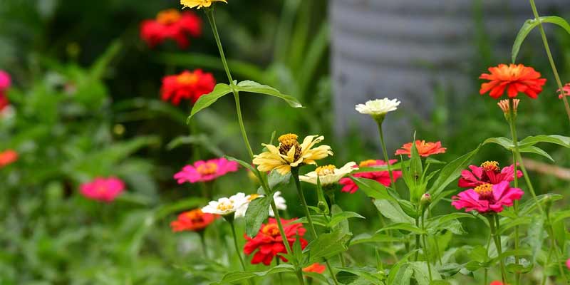 zinnias