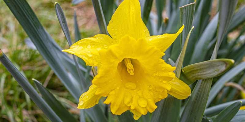 watering daffodils