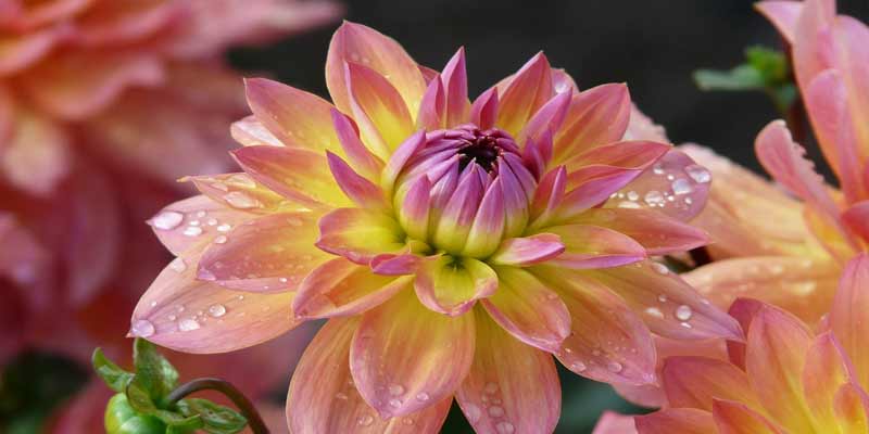 pink dahlias