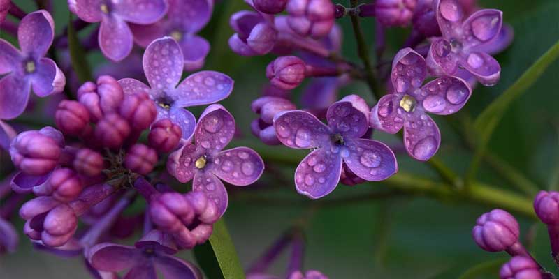 lilacs