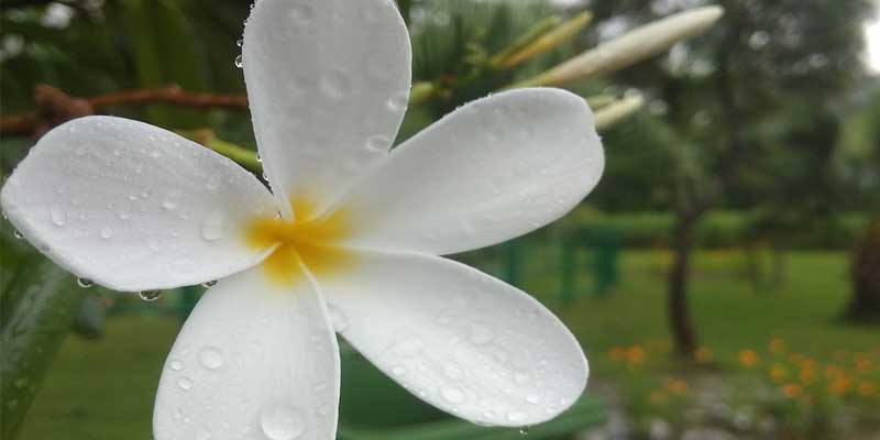 watering plumeria