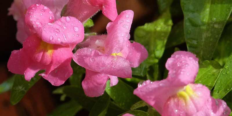 watering snapdragons