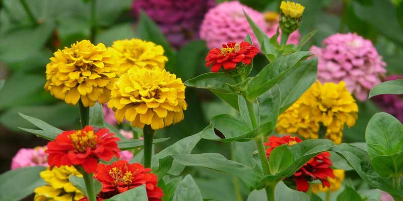 zinnias