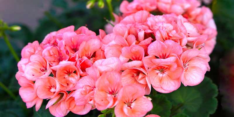 pink geraniums