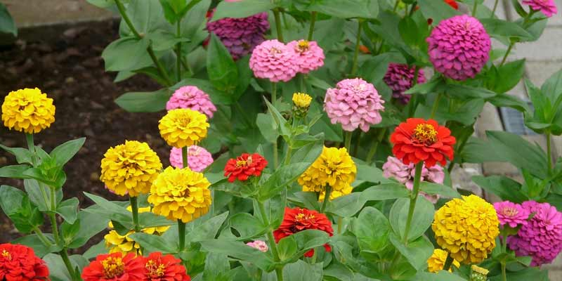 planting zinnias