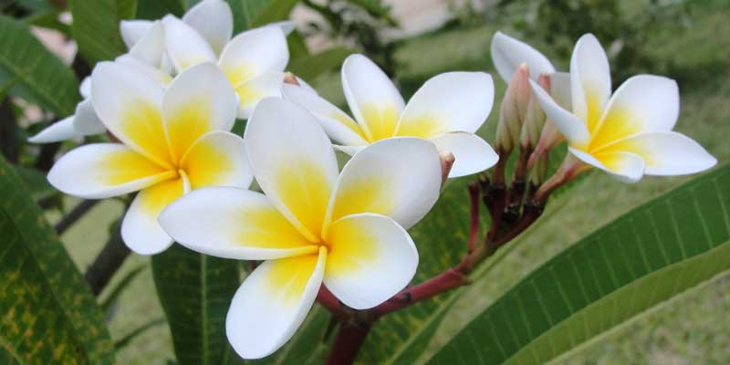 white plumeria