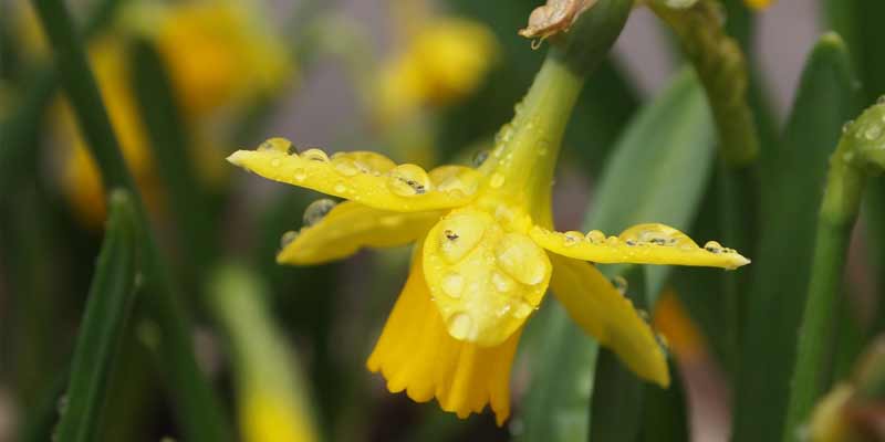 daffodil flowers after watering