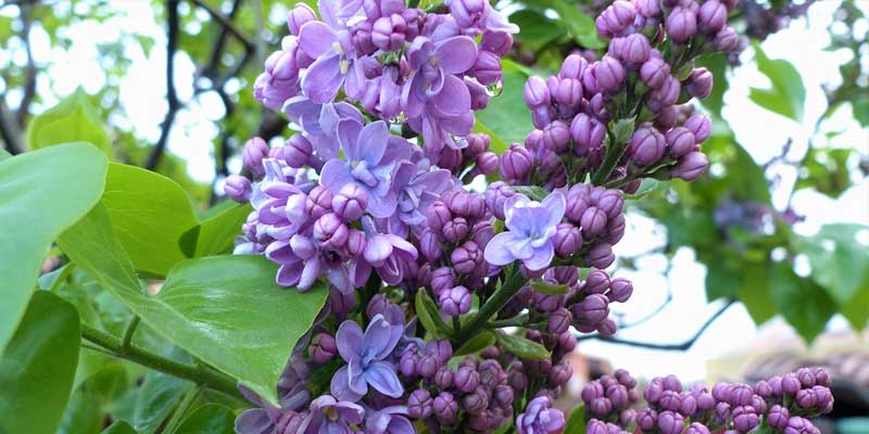 lilacs