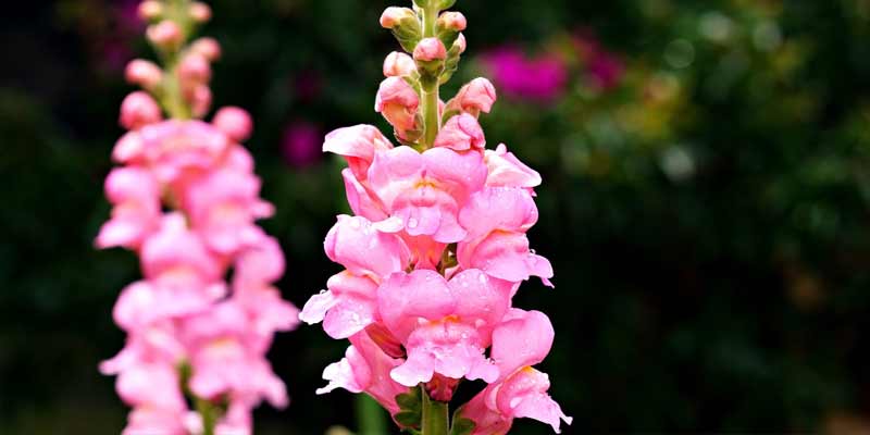 snapdragons with water dews