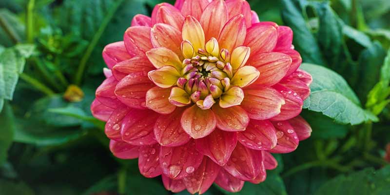 watering dahlias