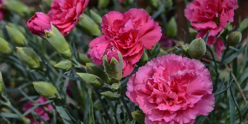 When Do Carnations Bloom?