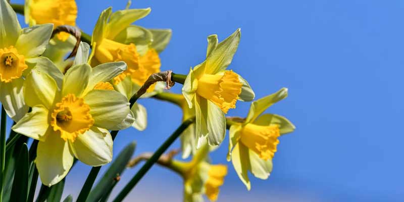 yellow daffodils