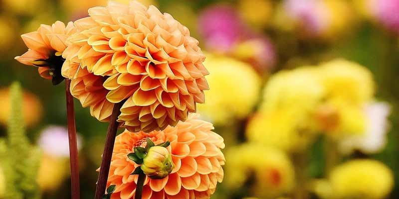 blooming dahlias