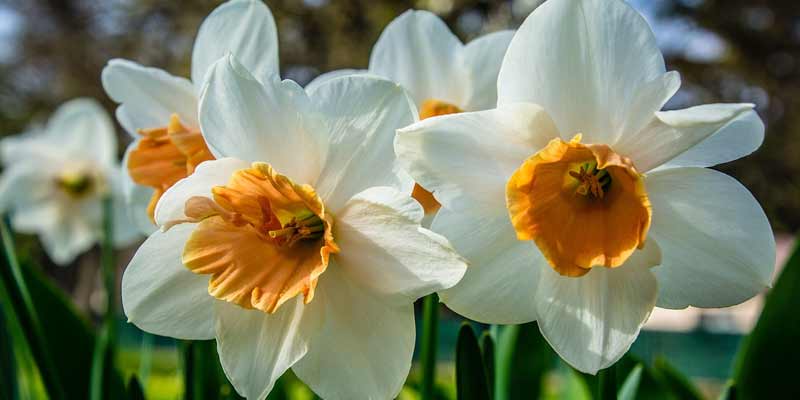 daffodil flowers