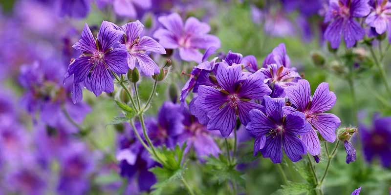 purple geraniums