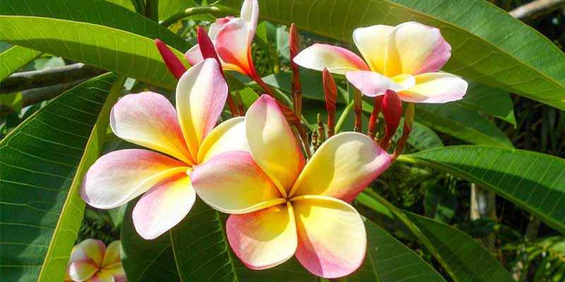 plumeria flowers