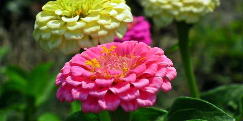 zinnias