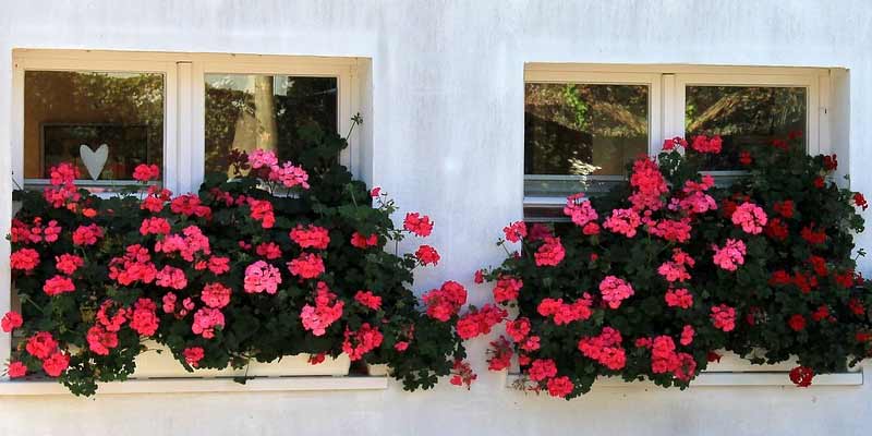 geraniums