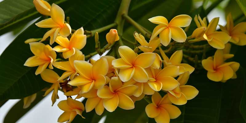 plumeria flowers