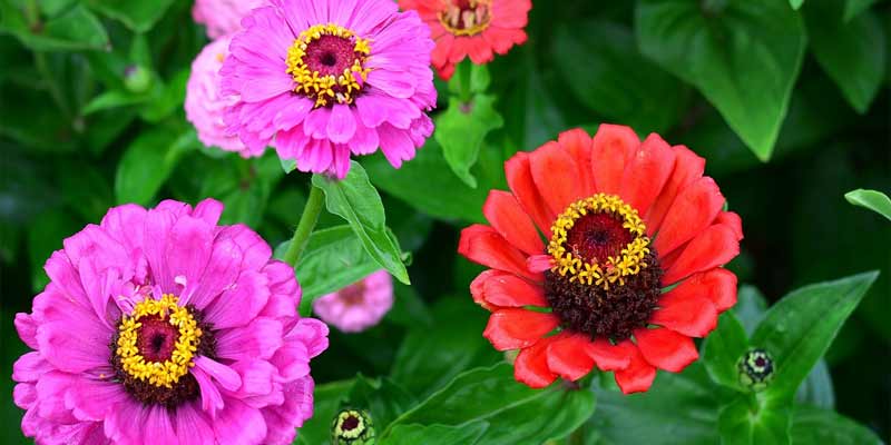 zinnias in pots