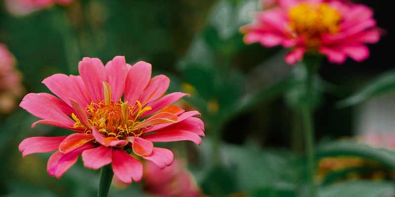 zinnia flowers