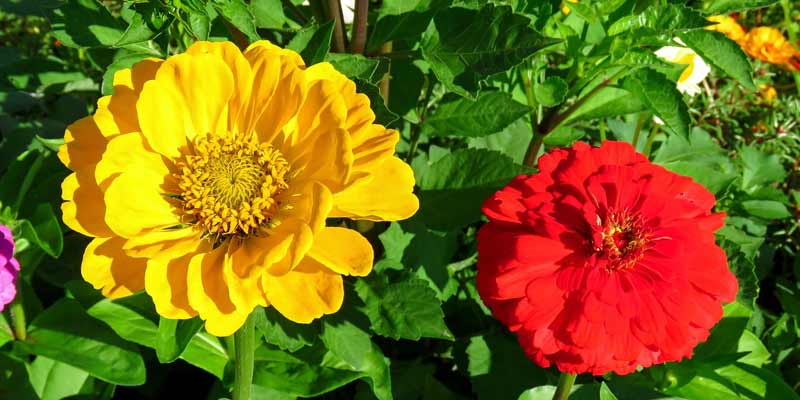 zinnias