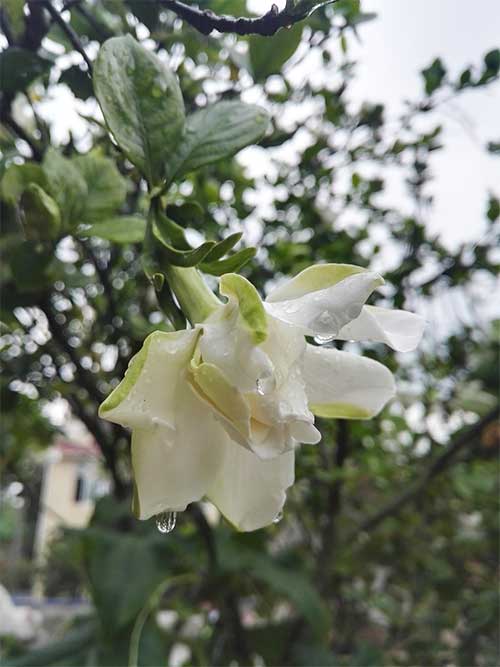 watering gardenia