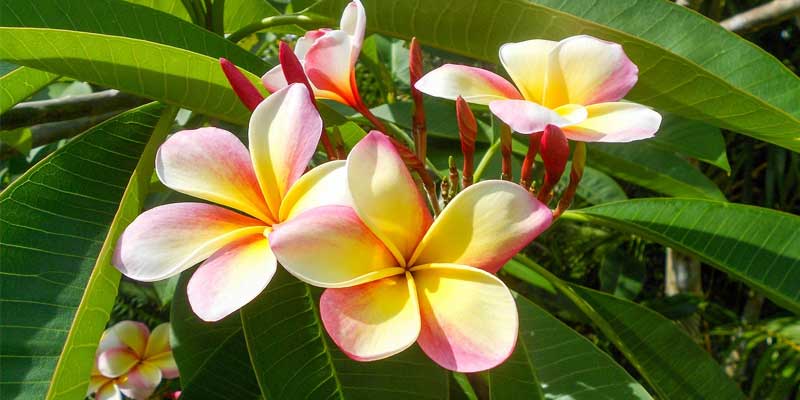 plumeria flowers