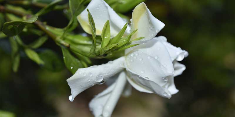 How Often To Water Gardenia