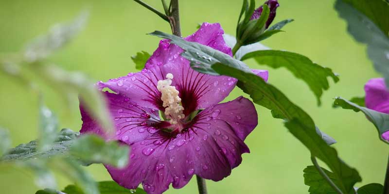 purple hibiscus