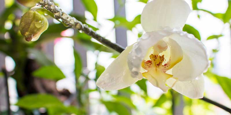 watering orchids