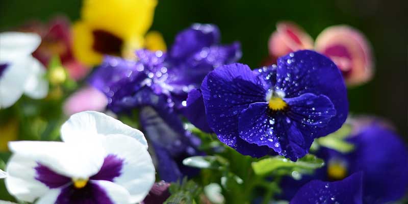 pansies