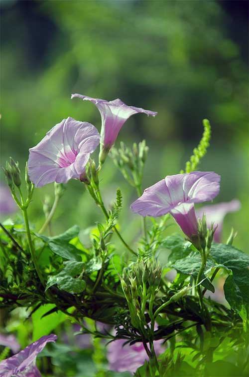 morning glory bloom