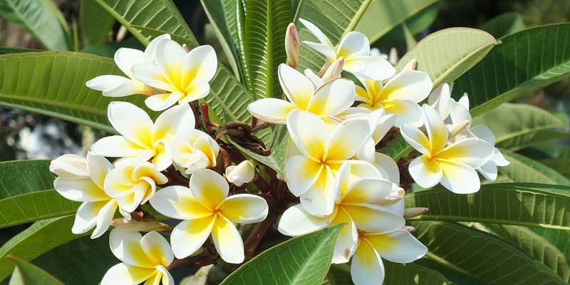 plumeria plant