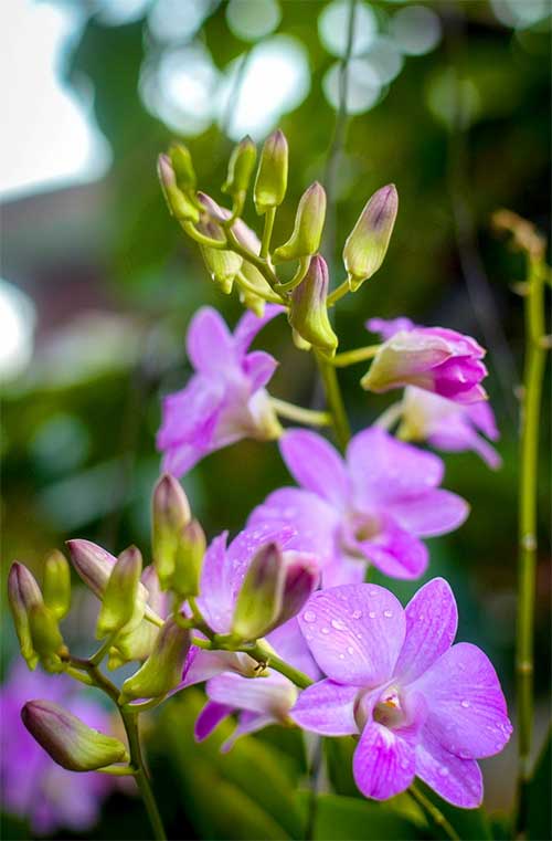 purple orchids