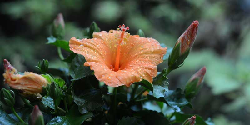 hibiscus flower