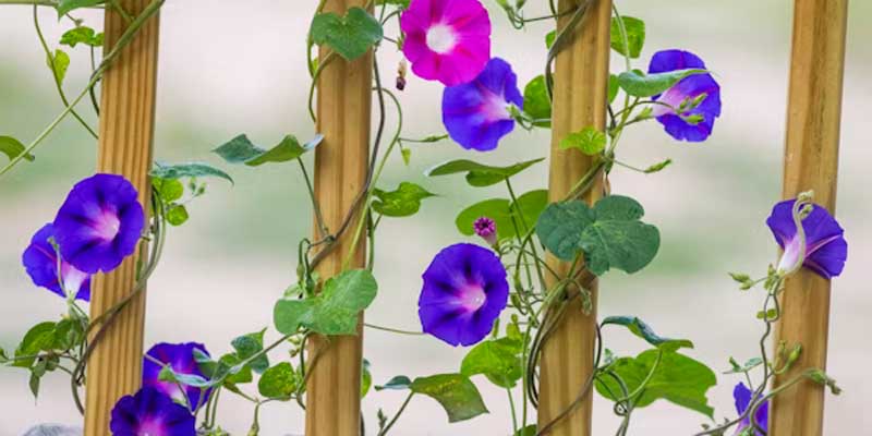 morning glory flowers