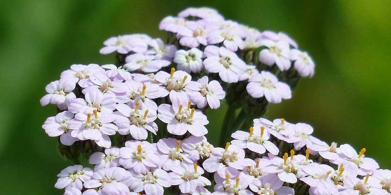 yarrow flowers