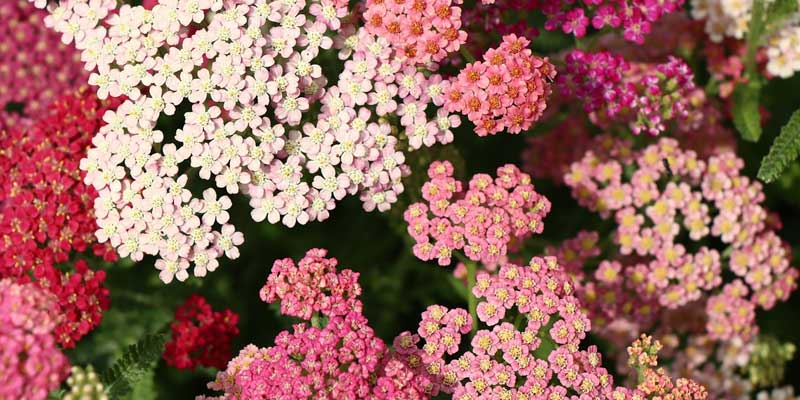 yarrow flowers