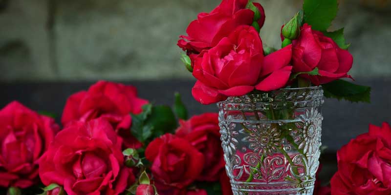 red roses in a vase