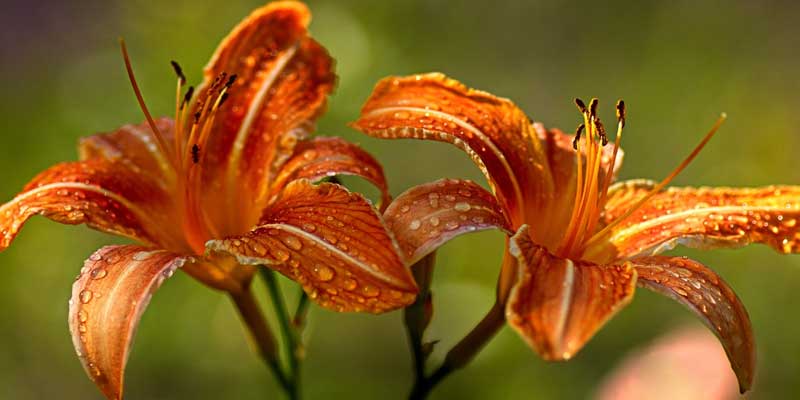 watering daylilies