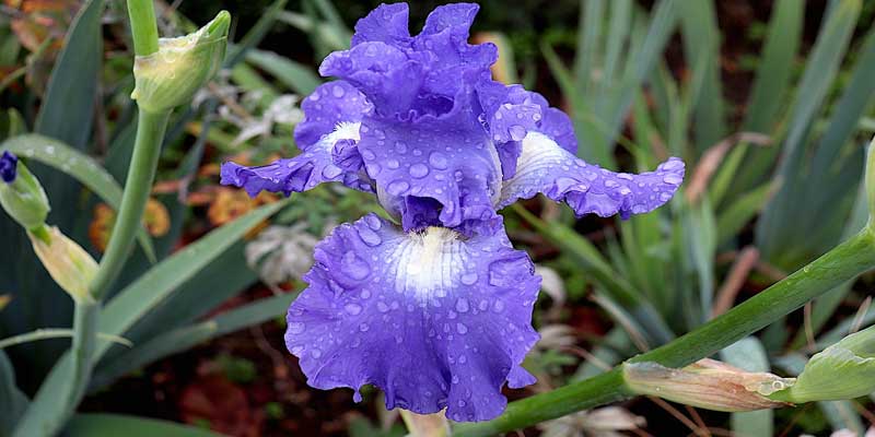 watering iris