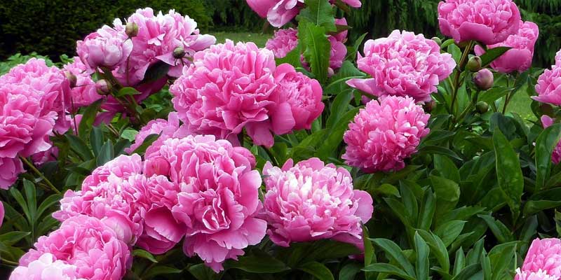 peonies blooming