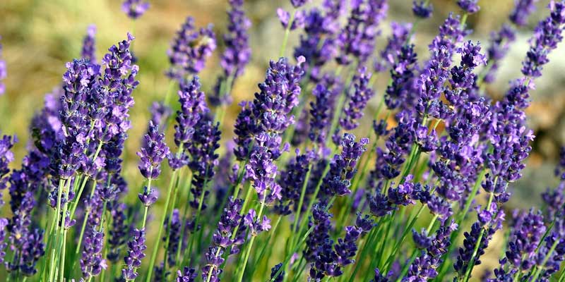 planting lavender