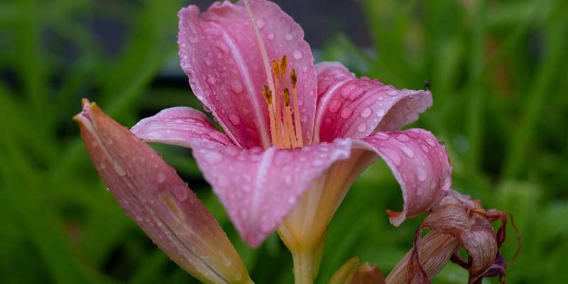 daylilies